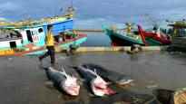 Shark species hunted for shark fin soup are getting better