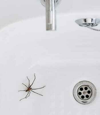 Tips for dealing with spiders at home