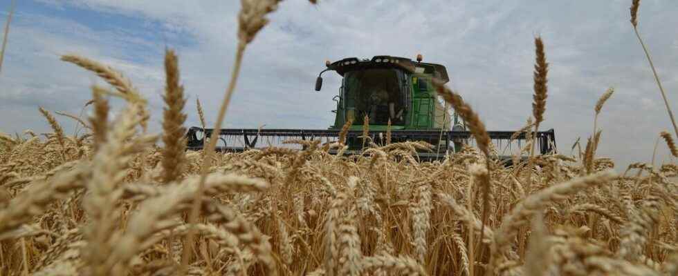 Ukrainian grain deal extended for winter