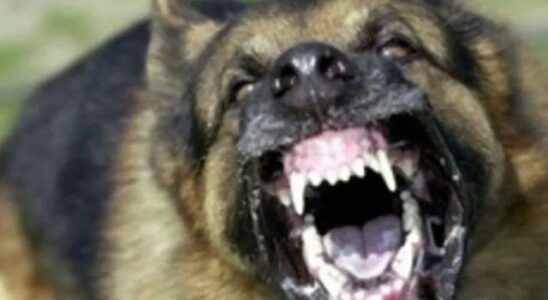 Watch out for signs of rabies What is rabies disease