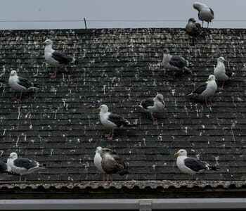 Why should bird droppings not be allowed to accumulate