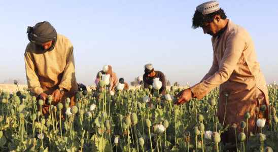 opium poppy cultivation on the rise since the return of