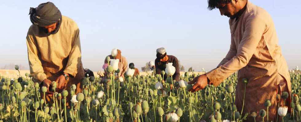 opium poppy cultivation on the rise since the return of