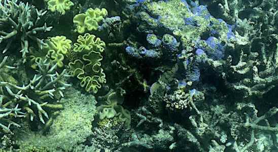 the Great Barrier Reef soon to be recognized as heritage
