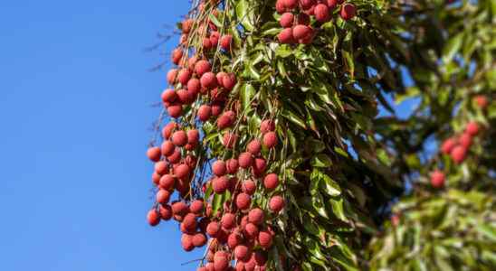the NGO Transparency International denounces the opacity of the litchi