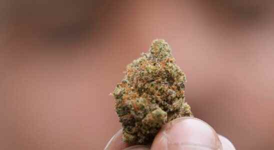 16 year old hid 45 kilos of cannabis