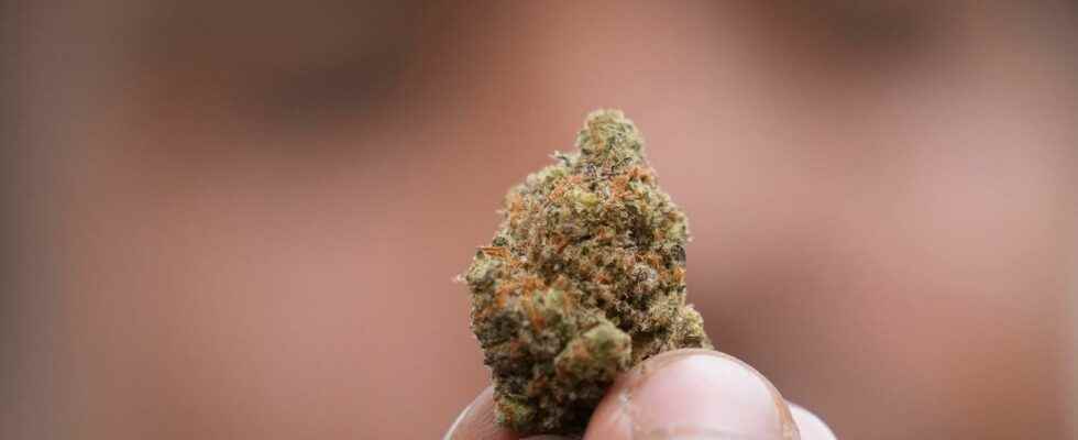 16 year old hid 45 kilos of cannabis
