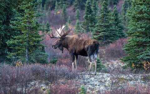 1672470571 Man fined 15K for killing moose without licence leaving carcass