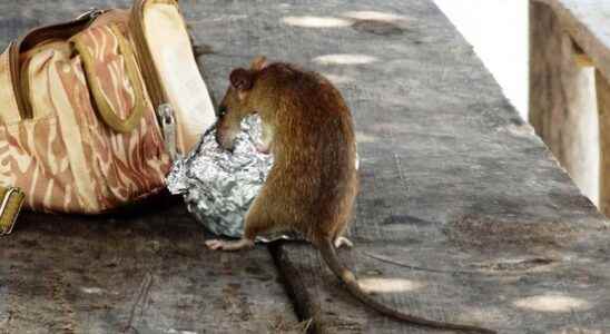 Annoyance about rat control at Utrechts eating square Focus on