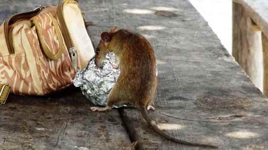 Annoyance about rat control at Utrechts eating square Focus on