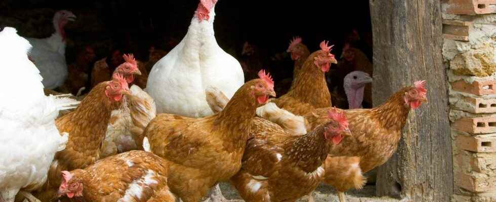 Avian flu is it dangerous to eat poultry at Christmas