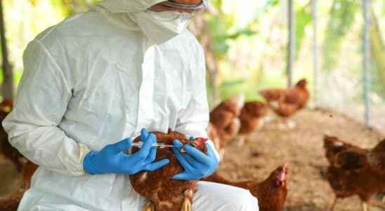 Avian flu towards a vaccination in the fall of 2023