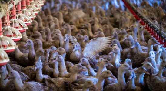 Avian flu why is the current epidemic the worst ever