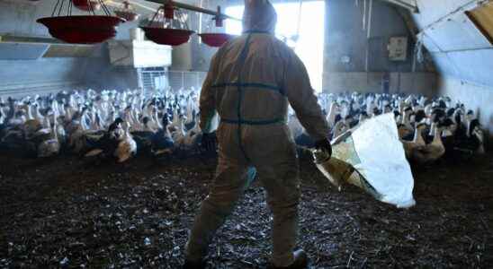 Avian flu why the epidemic will last