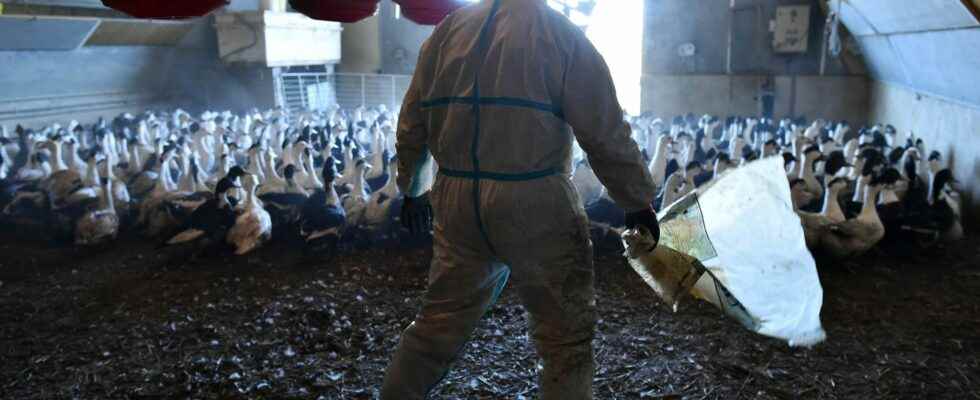Avian flu why the epidemic will last