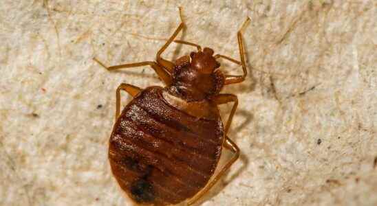 Bed bugs beware of chemicals