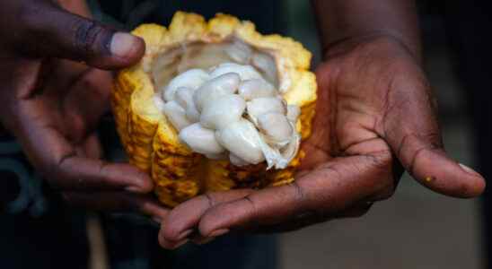 Creation of a cocoa exchange in Africa many challenges remain