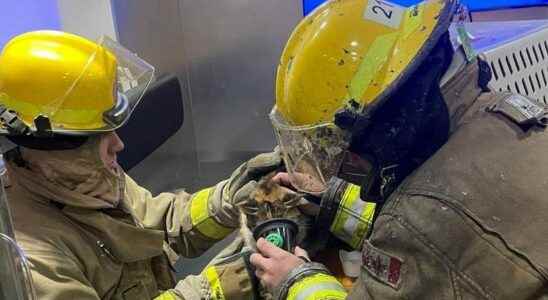 Firefighters save cats Christmas Day in St Clair Township