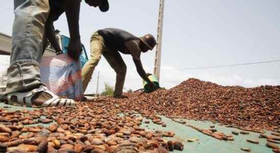 Is cocoa overproduced