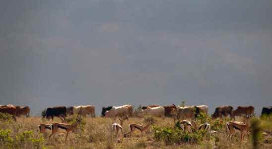Kenya drought sparks inter community clashes