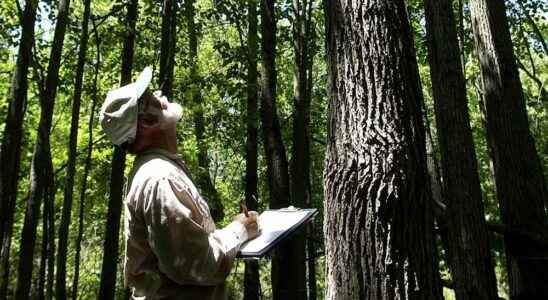 Lambton County forest designated as a Key Biodiversity Area