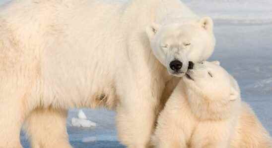Latest news Sharp decline in polar bears