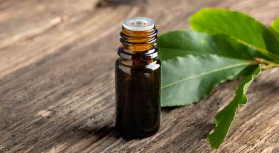 Laurel essential oil benefits mouth ulcers mycosis