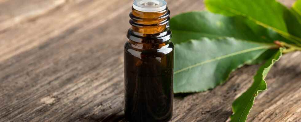 Laurel essential oil benefits mouth ulcers mycosis