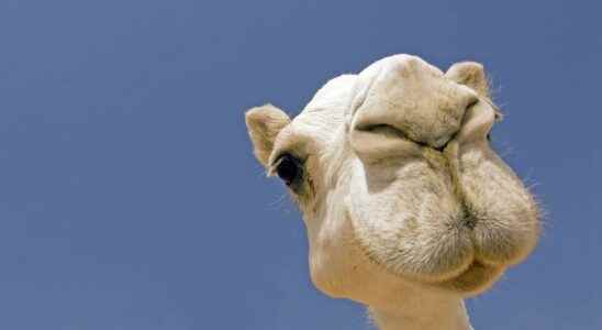 MERS Should we fear a spread of the camel virus