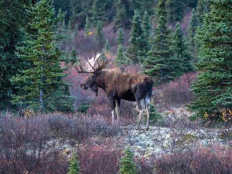 Man fined 15K for killing moose without licence leaving carcass