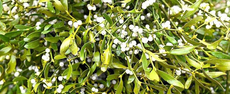 Mistletoe has a long and somewhat sordid history