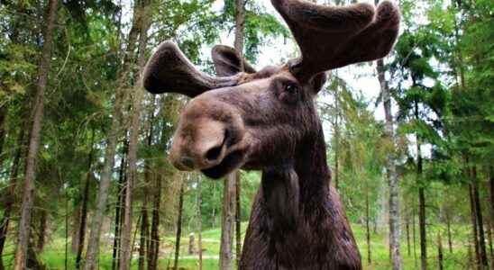 Moose hunting in Sweden Accents from Europe