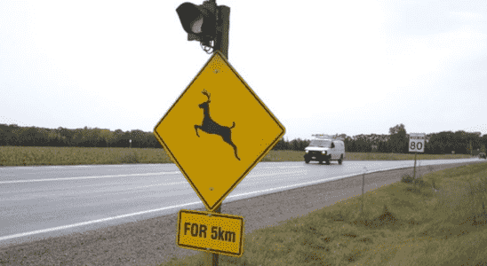 Motorists reminded to not veer for deer