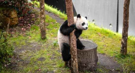 Panda Boy Fan Xing turns out to be a panda