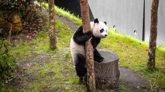 Panda Boy Fan Xing turns out to be a panda