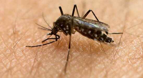Resistant disease spreading mosquitoes are a concern