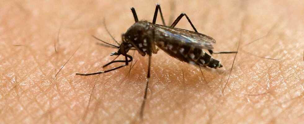 Resistant disease spreading mosquitoes are a concern