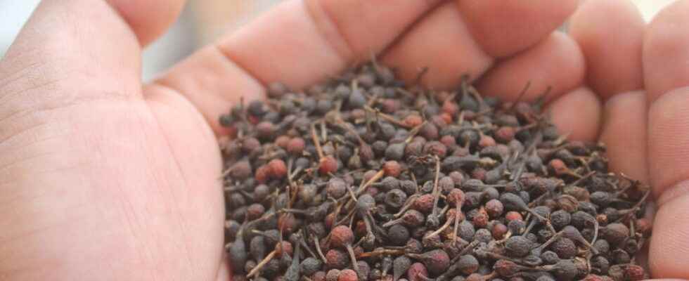 The preservation of wild tsiperifery pepper a challenge for Madagascar