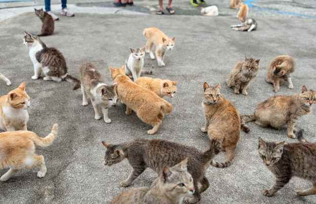These destinations are literally invaded by animals Aoshima the island