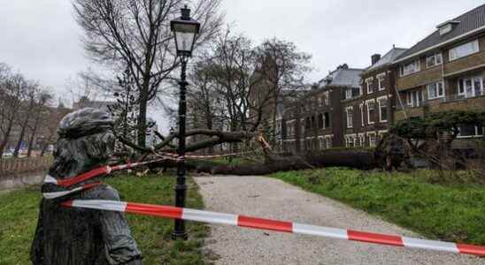 Blown down tree along canal was weak and was nominated