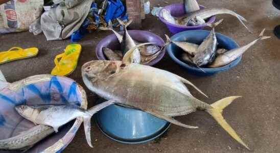 Cameroonian fish banned from entering Europe