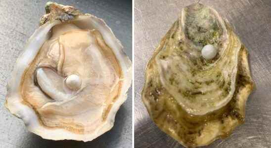 Chef goes viral with pearl in oyster Make a ring