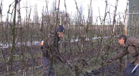 Cold rain and sun make pruning fruit trees exciting Who