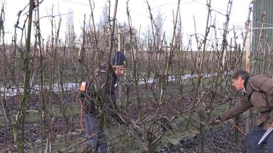 Cold rain and sun make pruning fruit trees exciting Who