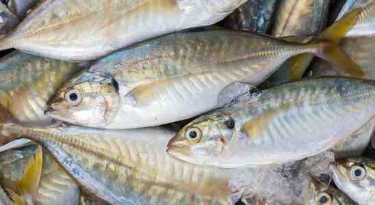Eating just one serving of fish can poison the body