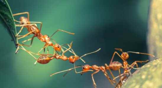 Firefly robots cancer sniffing ants When nature inspires discoveries