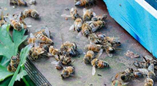 France renounces neonicotinoids an insecticide implicated in the decline of