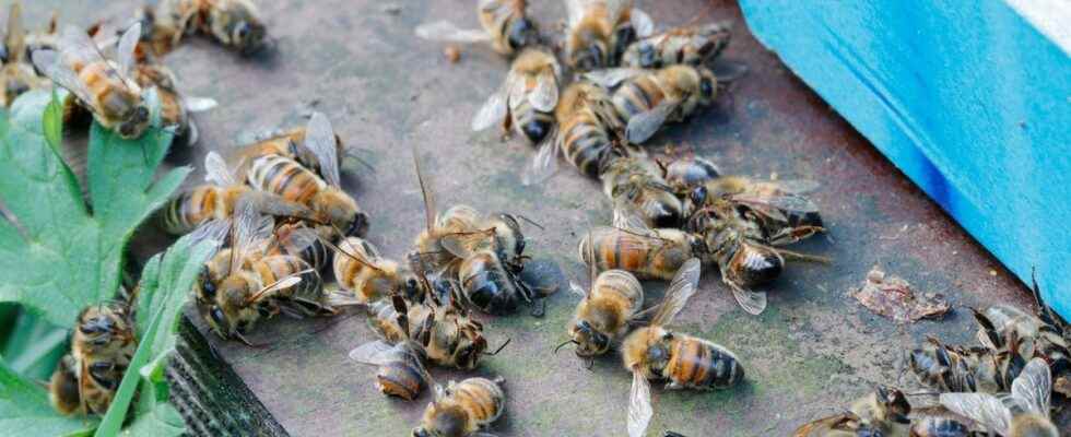 France renounces neonicotinoids an insecticide implicated in the decline of