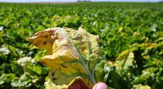 France renounces to authorize neonicotinoids for beet seeds