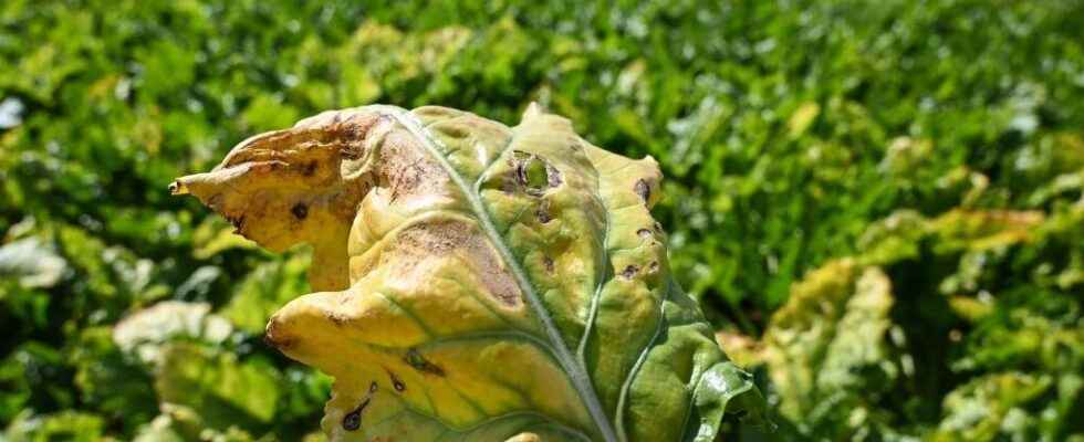 France renounces to authorize neonicotinoids for beet seeds